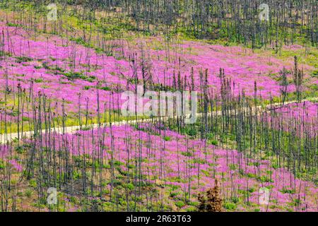 Wilde Feuerwebepflanzen, Blumen, die im Sommer nach einem Waldbrand im wilden Yukon Territory, Kanada, zu sehen waren, mit einer Straße, die durch das rosa violette Gebiet verläuft Stockfoto