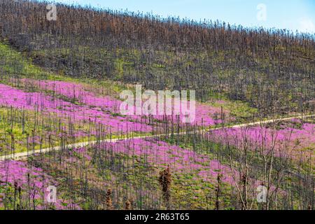 Wilde Feuerwebepflanzen, Blumen, die im Sommer nach einem Waldbrand im wilden Yukon Territory, Kanada, zu sehen waren, mit einer Straße, die durch das rosa violette Gebiet verläuft Stockfoto