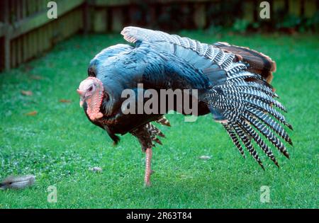 Einheimische Truthahn (Meleagris gallopavo), männlich, dehnt seine Flügel Stockfoto