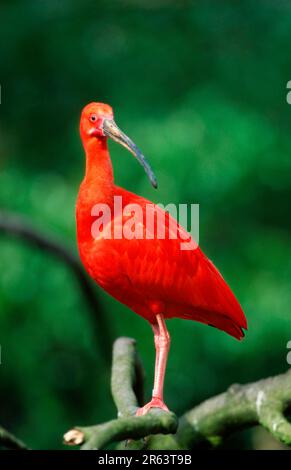 Scarlet Ibis (Eudocimus Ruber) Stockfoto