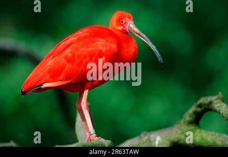 Scharlachibisen (Eudocimus ruber) Stockfoto