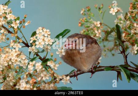 Jungtruthühner (Fringilla coelebs), Jungvogel (Europa) (Tiere) (Finken) (Singvögel) (Vogel) (Ast) (außen) (Freiluft) Stockfoto