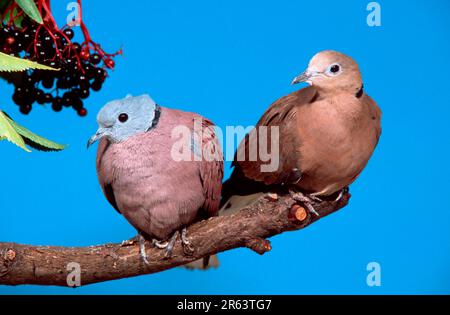 Rote (Streptopelia tranquebarica) Collared Doves, Paar Stockfoto