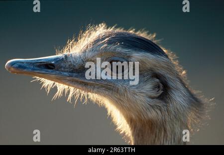 Amerikanische Rhea (Rhea Americana) Stockfoto