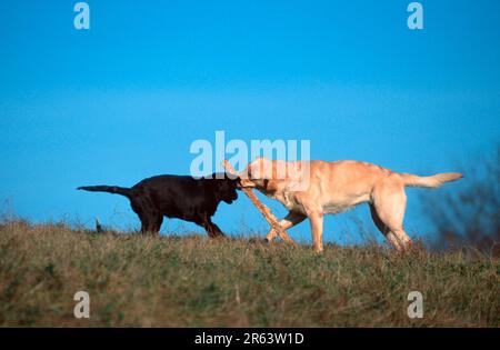 Labrador Retriever und Hündchen, 4 Monate alt, gelb und braun, zusammen spielen, Zweig, Knüppel Stockfoto