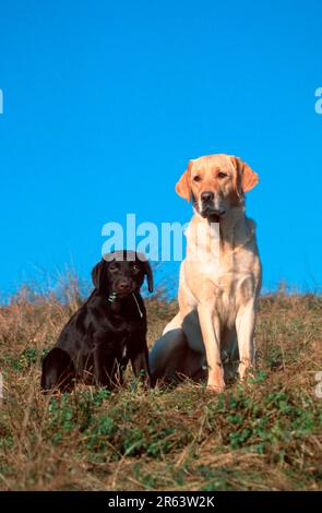 Labrador Retriever und Hündchen, 4 Monate alt, gelb und braun, Labrador Retriever und Hündchen, 4 Monate alt, gelb und braun (Tiere) (Säugetiere) Stockfoto