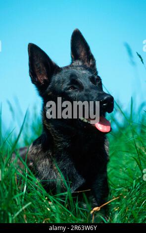 Holländischer Schäferhund, Hollandse Herder Stockfoto