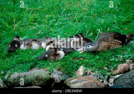 Holzenten (Aix sponsa), weiblich mit Entenküken Stockfoto