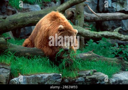 Kodiakbär (Ursus arctos middendorffi), der Gras isst Stockfoto