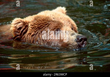 Kodiakbär (Ursus arctos middendorffi) Stockfoto