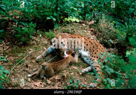 Europäischer Luchs (Luchs), weibliches Jungtier Stockfoto