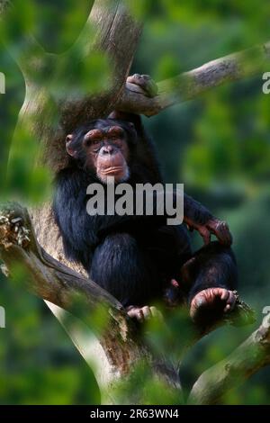 Schimpanse (Pan troglodytes), männlich Stockfoto