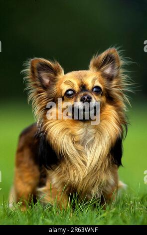 Chihuahua Langhaar Stockfoto