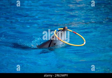 Großer Tümmler (Tursiops truncatus), der mit Reifen spielt Stockfoto