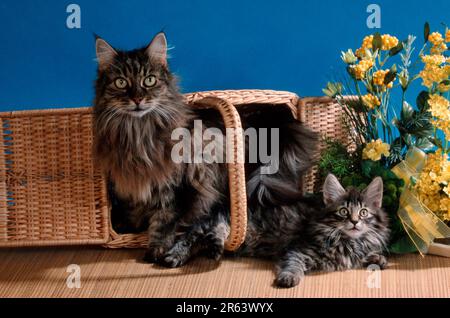 Norwegische Waldkatze und Kätzchen, Korb Stockfoto