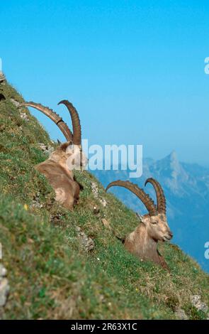 Alpines Ibex (Carpa ibex), Ibexe, Berner Oberland () (alpen) (Europa) (Berge) (Säugetiere) (Huftiere) (Klauen) (Wildziegen) (außen) Stockfoto