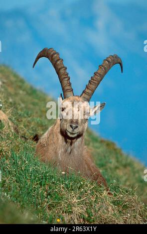 Alpine Ibex (Carpa ibex), Berner Oberland () (alpen) (Europa) (Berge) (Säugetiere) (Huftiere) (Klauentiere) (Wildziegen) (außen) Stockfoto