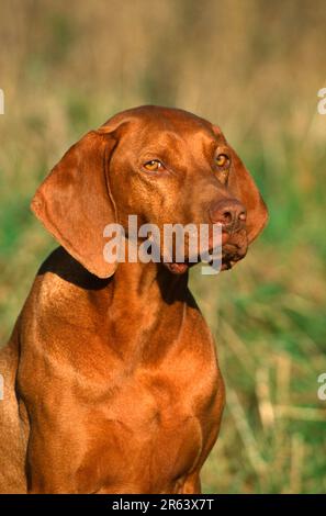 Magyar Vizsla, Ungarischer Pointing Dog Stockfoto