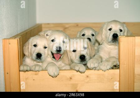 Golden Retriever, Welpen, 8 Wochen alt, Welpen, 8 Wochen alt (Säugetiere) (Haustiere) (Haustier) (jung) (Welpe) (frontal) (frontal) (frontal) (aus dem Stockfoto