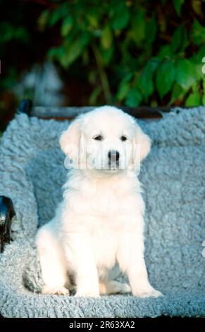 Golden Retriever, Hündchen, 8 Wochen alt, Hündchen, 8 Wochen alt (Säugetiere) (Haustiere) (Haustier) (außen) (außen) (frontal) (frontal) (vorne) Stockfoto