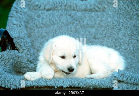 Golden Retriever, Hündchen, 8 Wochen, Hündchen, 8 Wochen, Kaustäbchen, draußen, draußen Stockfoto