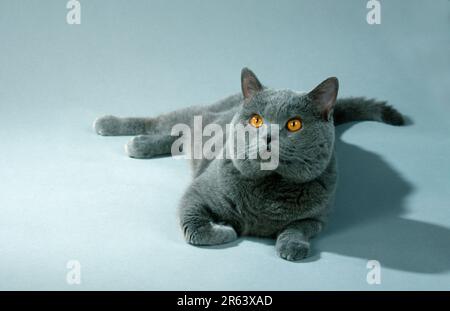 British Shorthair Cat, Tomcat, Blue, British Shorthair Cat, Tomcat, Blau, Karthussisch (Karthussisch) (Säugetiere) (Säugetiere) (Tiere) (Hauskatze) Stockfoto