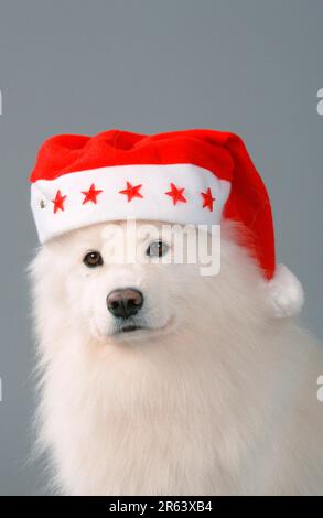 Samoyed mit Weihnachtsmütze Stockfoto