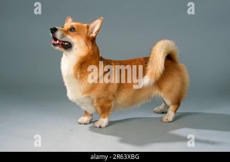 Welsh Corgi Pembroke, seitlich Stockfoto