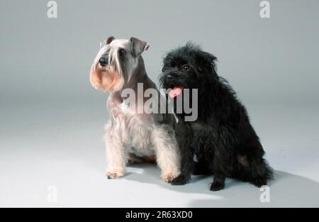 Miniatur Schnauzer und Affenpinscher, Schnauzer Stockfoto