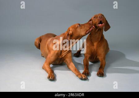 Magyar Vizslas, Paar, Ungarischer Pointing Dog Stockfoto