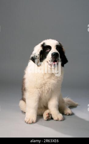 St. Bernard, Welpe, 11 Wochen Stockfoto