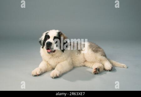 St. Bernard, Welpe, 11 Wochen Stockfoto