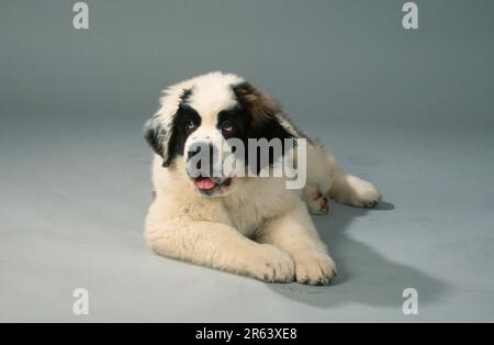 St. Bernard, Welpe, 11 Wochen Stockfoto