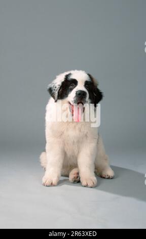 St. Bernard, Welpe, 11 Wochen Stockfoto