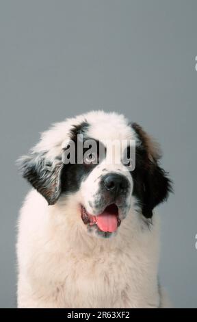 St. Bernard Dog, Welpe, 11 Wochen alt, St. Bernard, St. Bernard Hund, Welpe, 11 Wochen alt, Säugetiere, Tiere, Haushund, Haustier, frontal, frontal, frontal, von Stockfoto