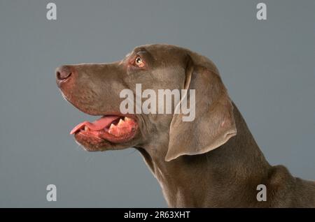 Weimaraner, seitlich Stockfoto