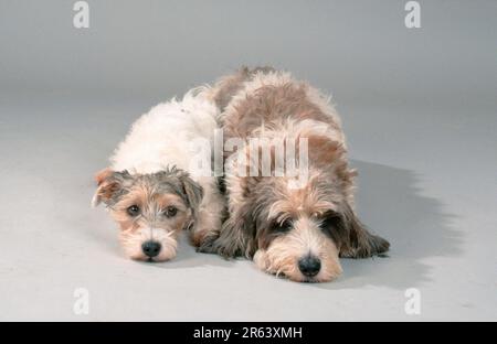 Parson Jack Russell Terrier und Petit Basset Griffon Vendeen Stockfoto