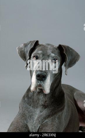 Großer Däne, blauer, alter Hund Stockfoto