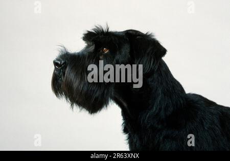 Riesenschnauzer, schwarz, Profil, Seite Stockfoto