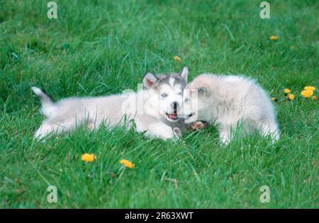 Alaskan Malamutes, Welpen, 6 Wochen Stockfoto