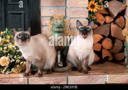 Klassische siamesische Katzen Stockfoto