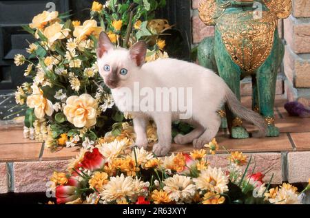 Thai Cat, Kätzchen, 9 Wochen, Siamesisch Stockfoto