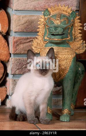 Thai Cat, Kätzchen, 9 Wochen, Siamesisch Stockfoto