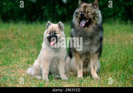 Eurasier mit Welpe, 14 Wochen Stockfoto