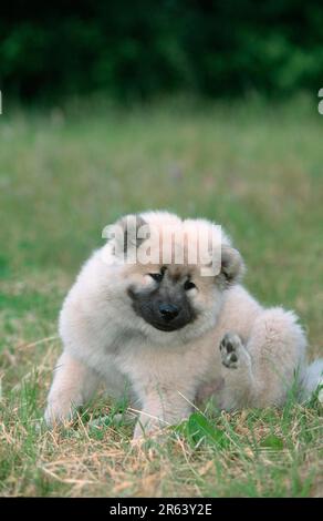 Eurasier, Welpe, 14 Wochen alt, Hündchen, 14 Wochen alt (Säugetiere) (Haustiere) (Haustier) (jung) (draußen) (Wiese) (Kratzer) Stockfoto