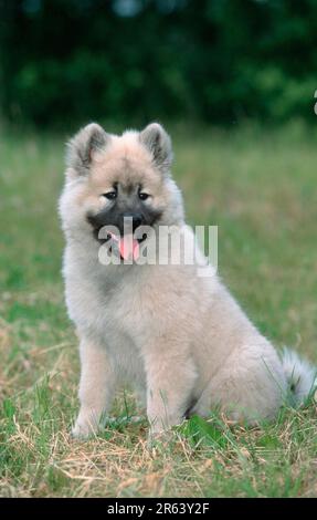 Eurasier, Welpe, 14 Wochen alt, Hündchen, 14 Wochen alt (Säugetiere) (Haustiere) (Haustier) (jung) (draußen) (Wiese) (Hecheln) (Sitzen) Stockfoto