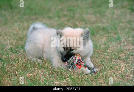 Eurasier, Hündchen, 14 Wochen alt, mit Spielzeug, Hündchen, 14 Wochen alt, mit Spielzeug (Säugetiere) (Tiere) (Haustier) (Haustier) (jung) (draußen) (Weide) Stockfoto