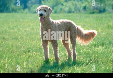 Standardpudel, Aprikose, geschoren Stockfoto