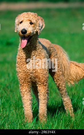 Standardpudel, Aprikose, geschoren Stockfoto