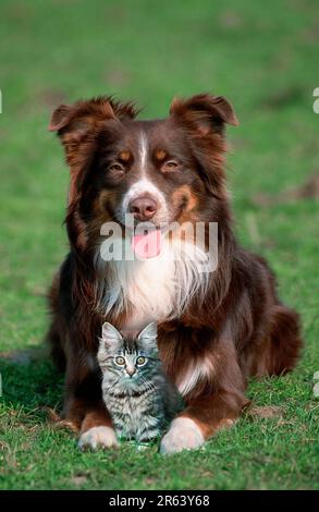 Australian Shepherd und Norwegian Forest Cat, Kätzchen Stockfoto